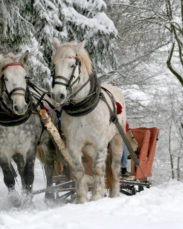 Sleigh Rides