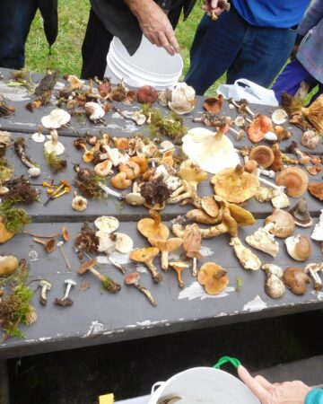 Sicamous Fungi Festival